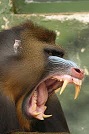 http://www.lacorameco.com.ar/imagenes/mandril1.jpg